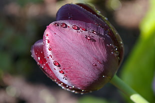 close-up photography of water dew on blooming red Tulip flower HD wallpaper