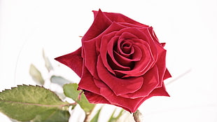 red rose in closeup photo
