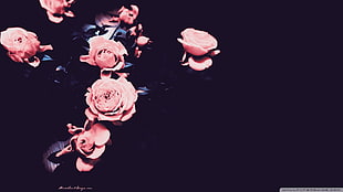 pink roses, flowers HD wallpaper