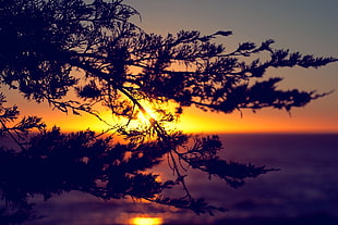 silhouette of tree, sunset, lights, horizon, nature