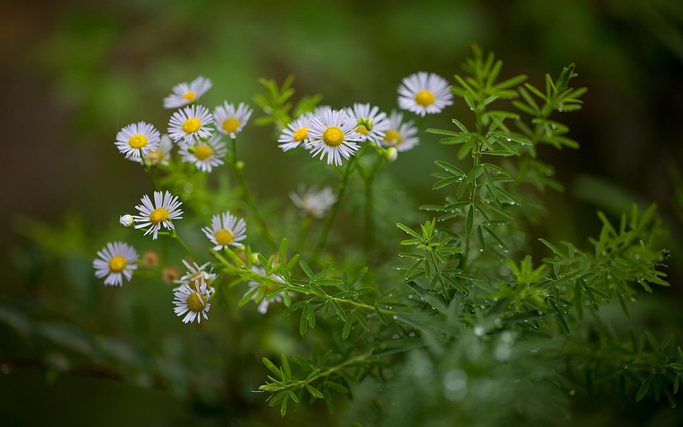 white daisy flowers, nature, plants, flowers, daisies HD wallpaper