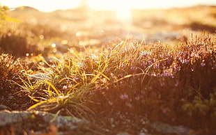 Grass,  Light,  Dew,  Bright