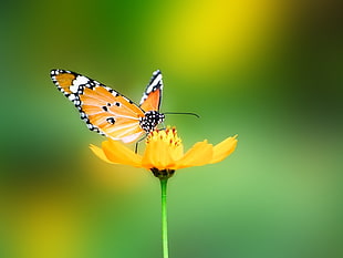 queen butterfly, animals, nature, butterfly HD wallpaper