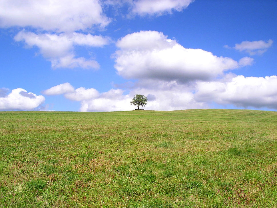 green leaf tree surrounded by green grass field during daytime HD wallpaper