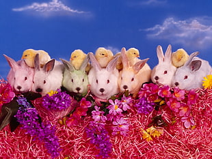 yellow chicks on top of white rabbits surrounding by purple petal flower during day time