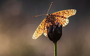 close up photo of brown butterfly on purple flower HD wallpaper