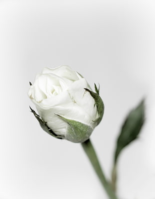 closeup photography of white Rose flower on white background HD wallpaper