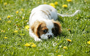 Cavalier King Charles spaniel puppy HD wallpaper