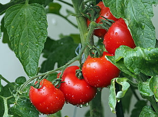 five fresh red tomatoes with green leaves