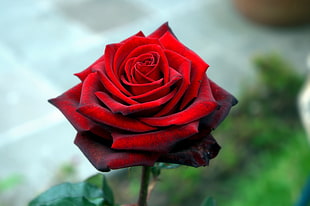 red Rose flower, Rose, Petals, Red