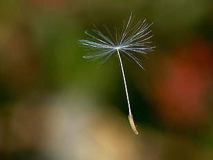 dandelion petal in closeup photo