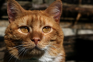 depth of field photography of a orange tabby cat