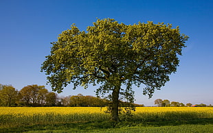 Tree,  Lonely,  Field,  Summer HD wallpaper