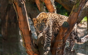 leopard reclining on branch