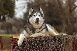 adult black and white Siberian husky, animals, dog, depth of field