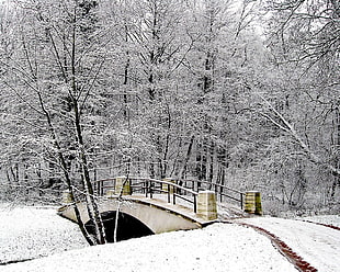 empty bridge between trees field with snow