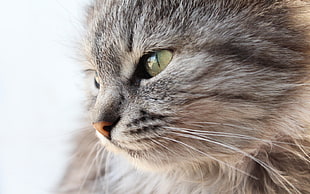 short-furred gray cat, animals, cat
