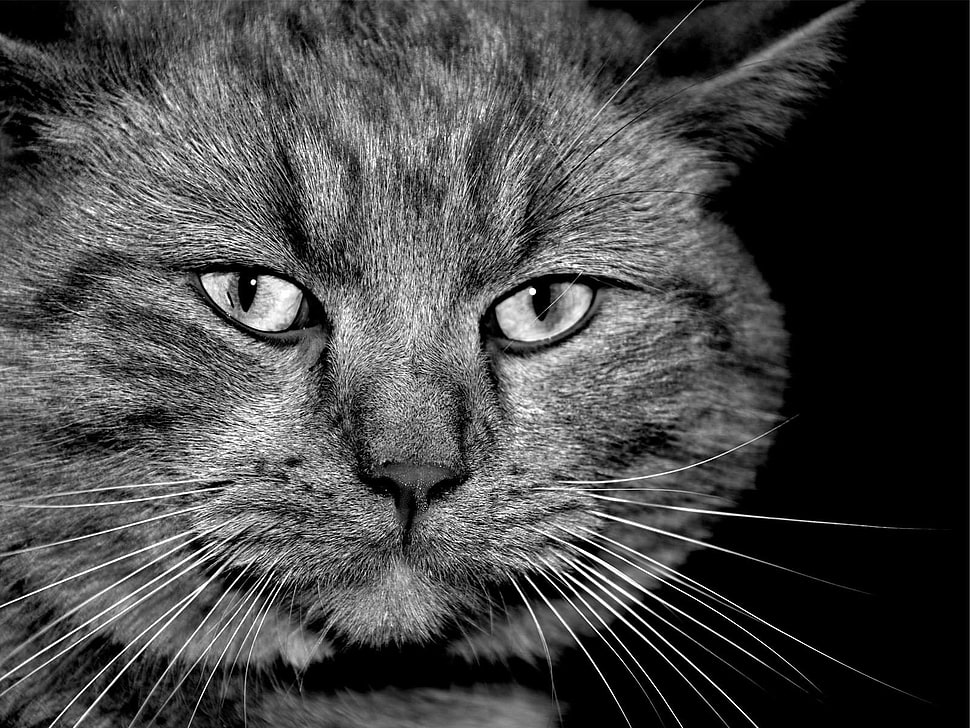 silver Tabby cat digital wallpaper HD wallpaper