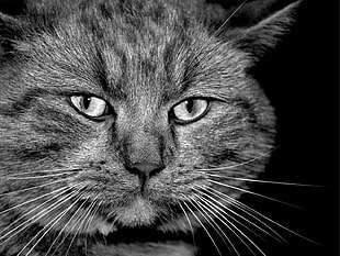 silver Tabby cat digital wallpaper