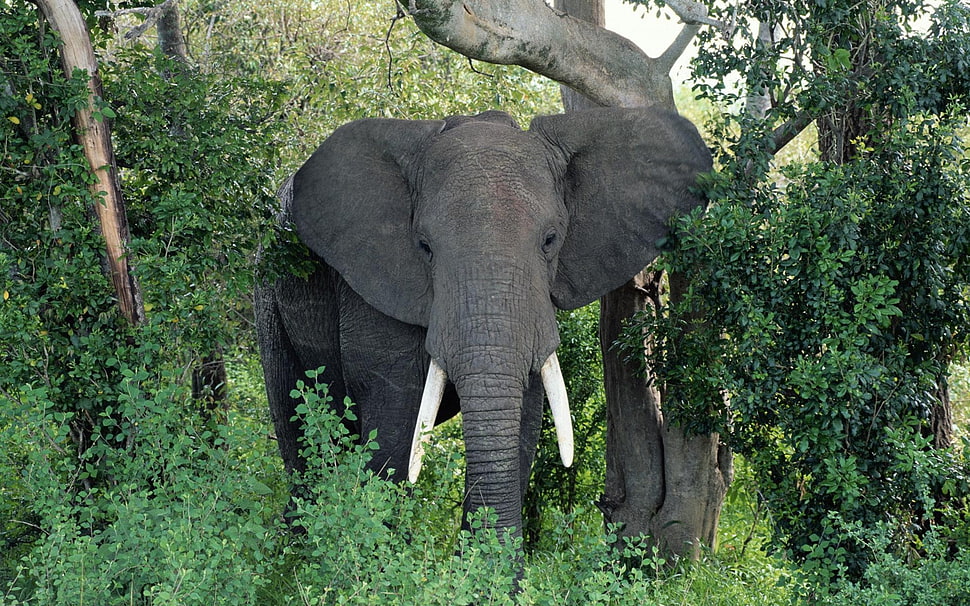 photography of Elephant surrounded by green plants during daytime HD wallpaper