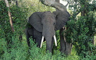 photography of Elephant surrounded by green plants during daytime