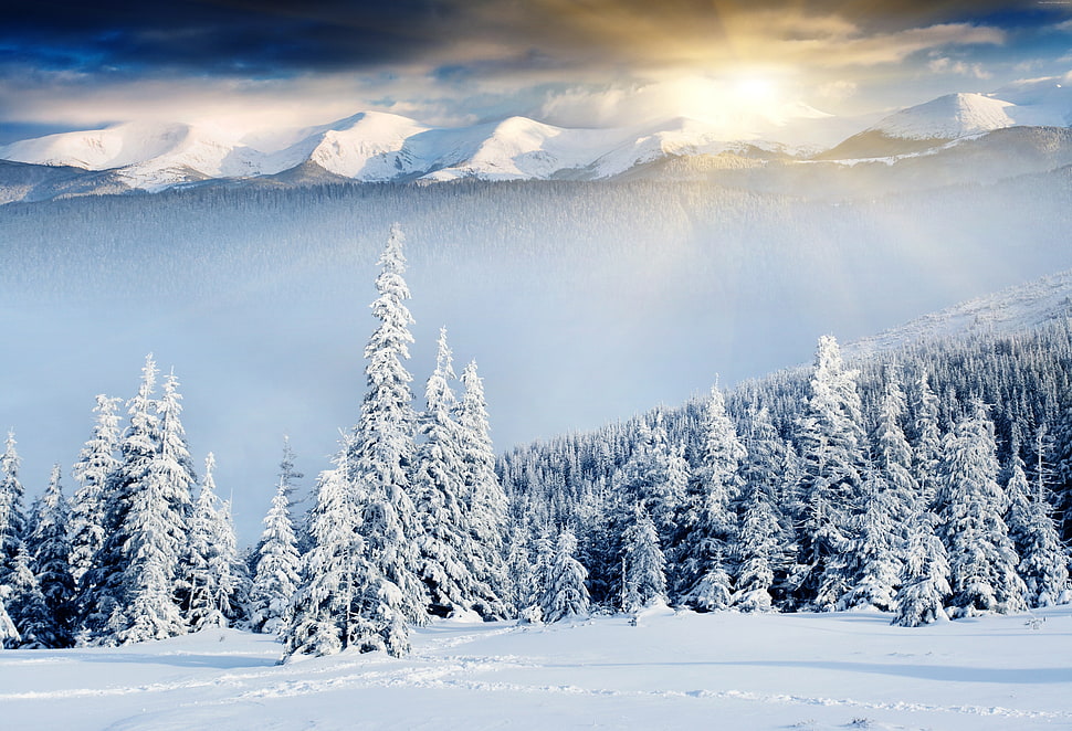 pine trees, mountains, forest, trees HD wallpaper