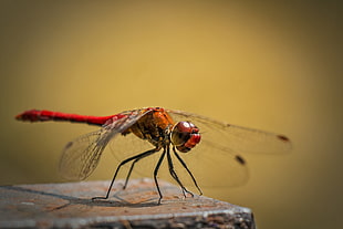Flame Skimmer Dragonfly HD wallpaper