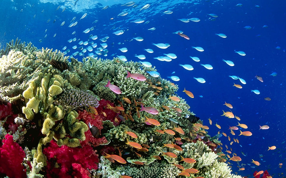 shoal of fish, fish HD wallpaper
