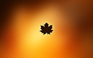 brown maple leaf