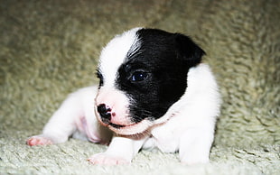 black and white puppy close-up photography