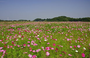 pink cosmos flower field during daytime HD wallpaper