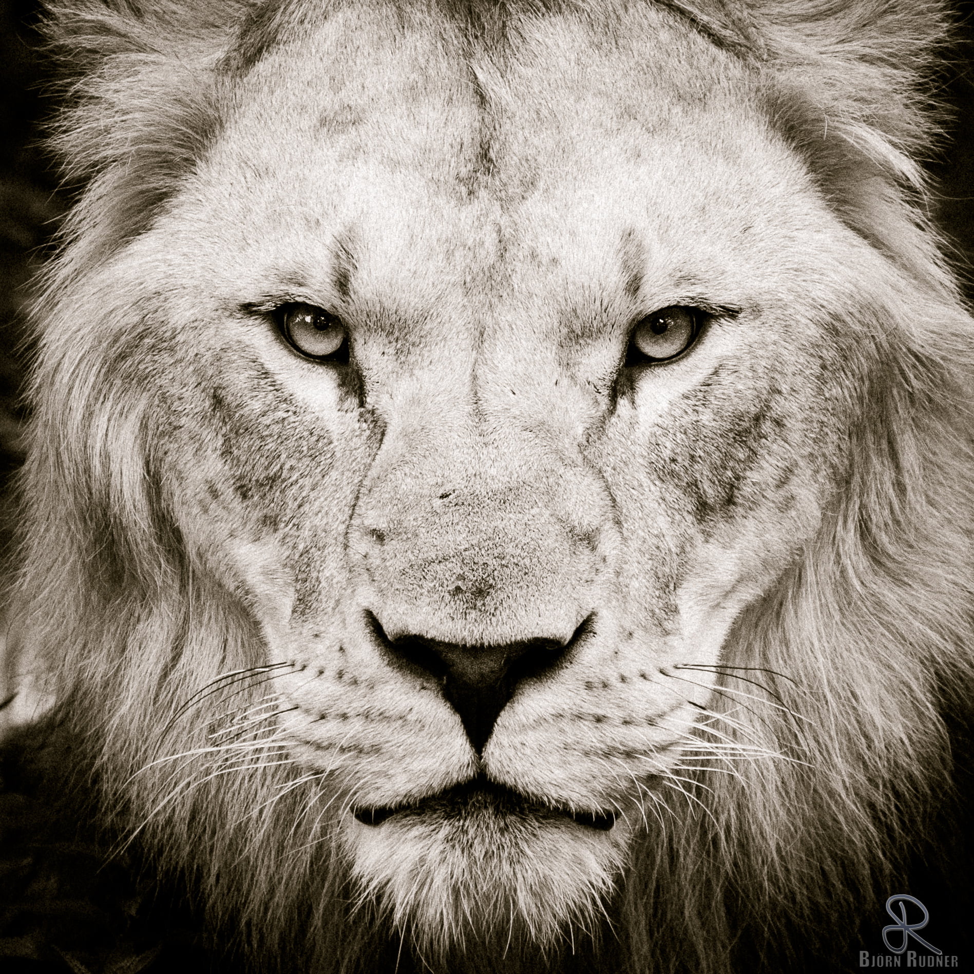 grayscale photography of lion