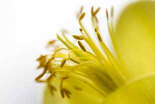 yellow flower macro photography