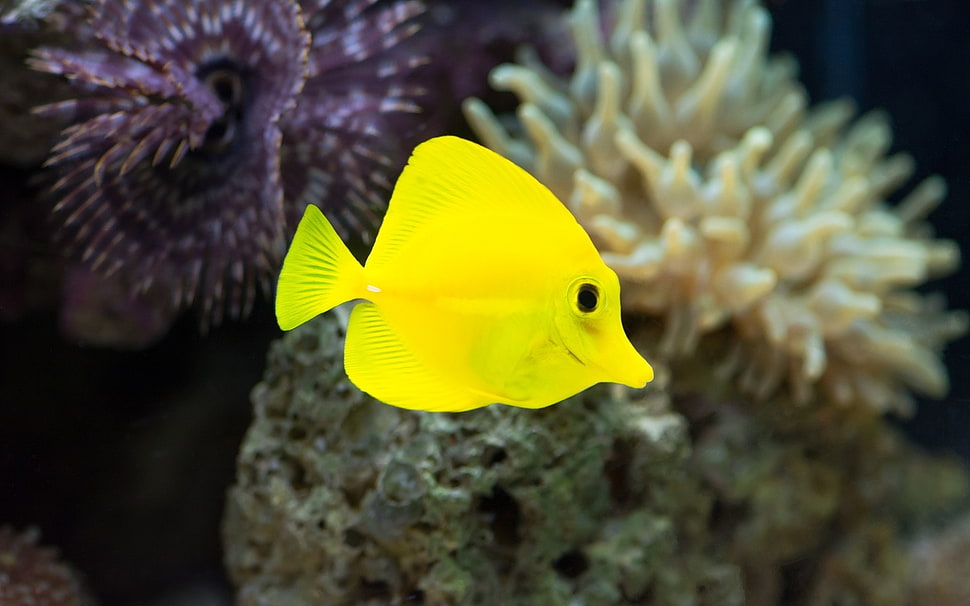 yellow fish HD wallpaper