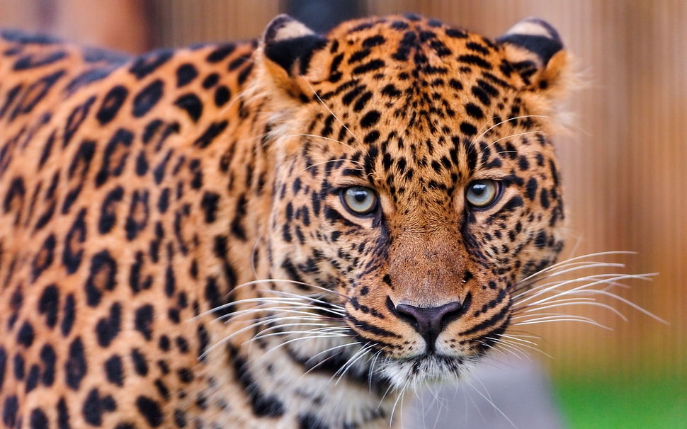 portrait photography of Leopard HD wallpaper