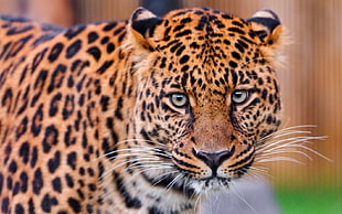 portrait photography of Leopard