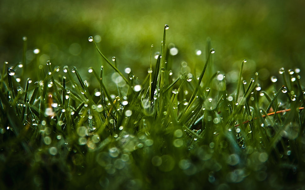 shallow focus of waterdrops on grass HD wallpaper