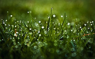 shallow focus of waterdrops on grass