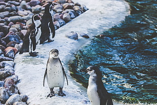 two white and black penguins