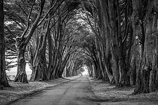 grayscale photography of pathway surrounded by trees