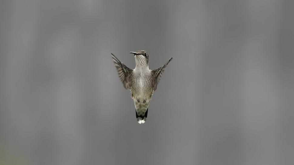 gray bird HD wallpaper