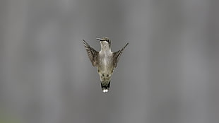 gray bird HD wallpaper