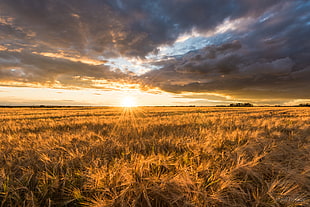 landscape photography of Wheat field under gray Columbus clouds during golden hour HD wallpaper