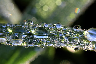 micro-photography of due drops on green leaf