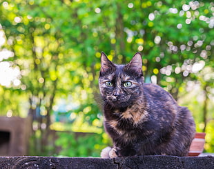 short-coated black and brown cat