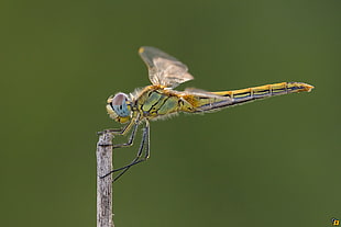 close-up photography of yellow dragonfly on stick, sympetrum fonscolombii