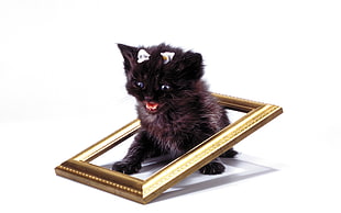 black and gray tabby kitten on brown framed