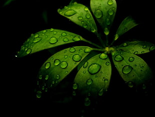 green leafed plant, closeup, water drops, leaves, plants
