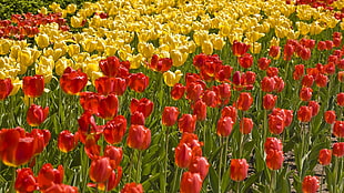 field of red and yellow flowers HD wallpaper