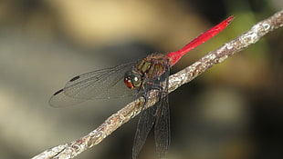 dragonfly in selective focus photography, skimmer